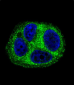 QTRTD1 Antibody (C-term)
